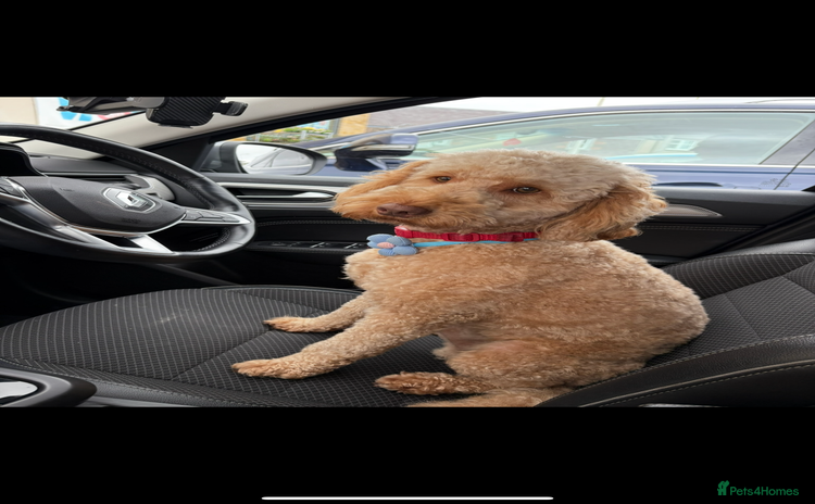 Cockapoo dogs Leo- male cockapoo for stud  - Advert 1