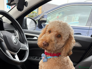 Cockapoo dogs Leo- male cockapoo for stud - Advert 5