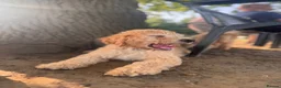 Australian Labradoodle dogs for sale: Last 2 Adorable Australian Labradoodles - Advert 22