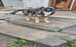 Mixed Breed dogs for adoption: 💖🐶 AMAYA 🐶💖 - Image 7