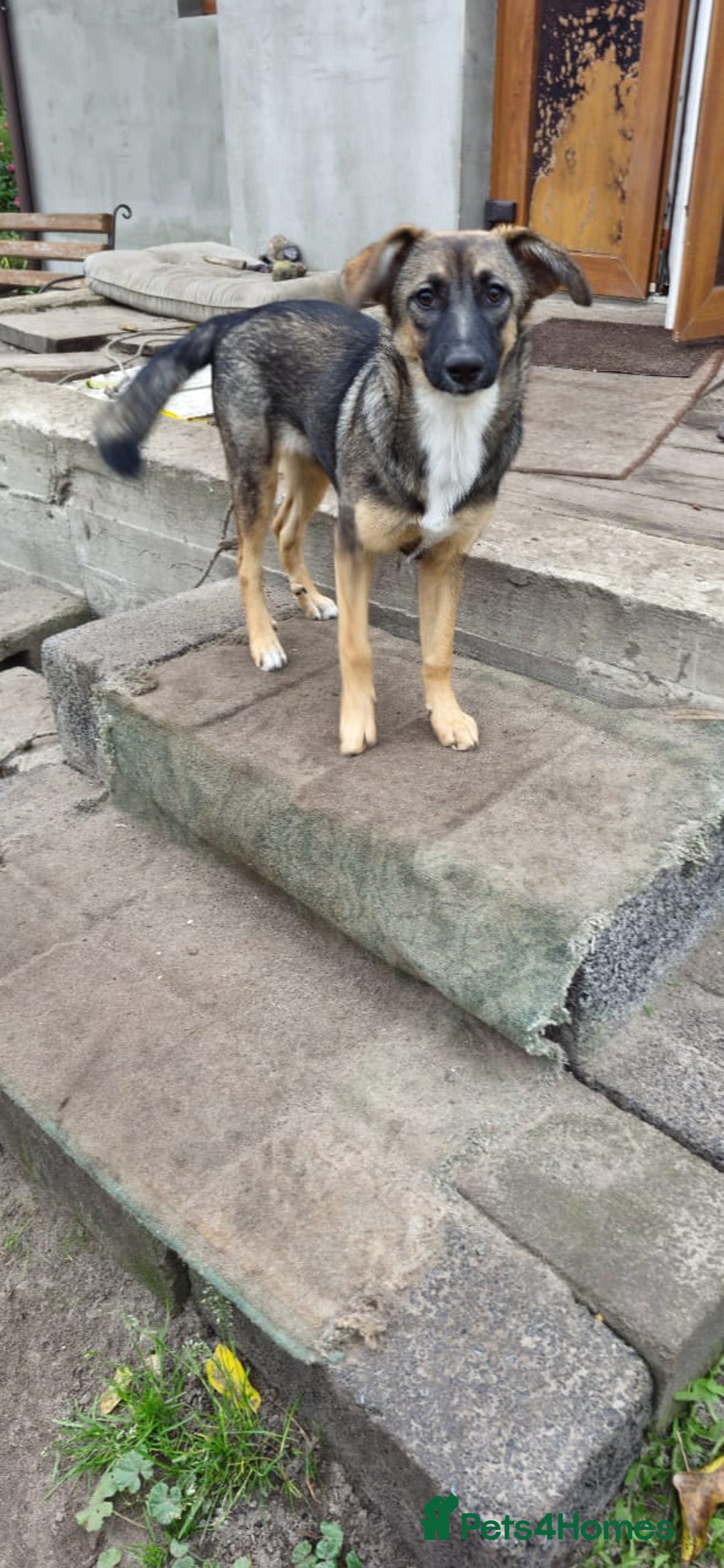 Mixed Breed dogs for adoption: 💖🐶 AMAYA 🐶💖 - Image 7