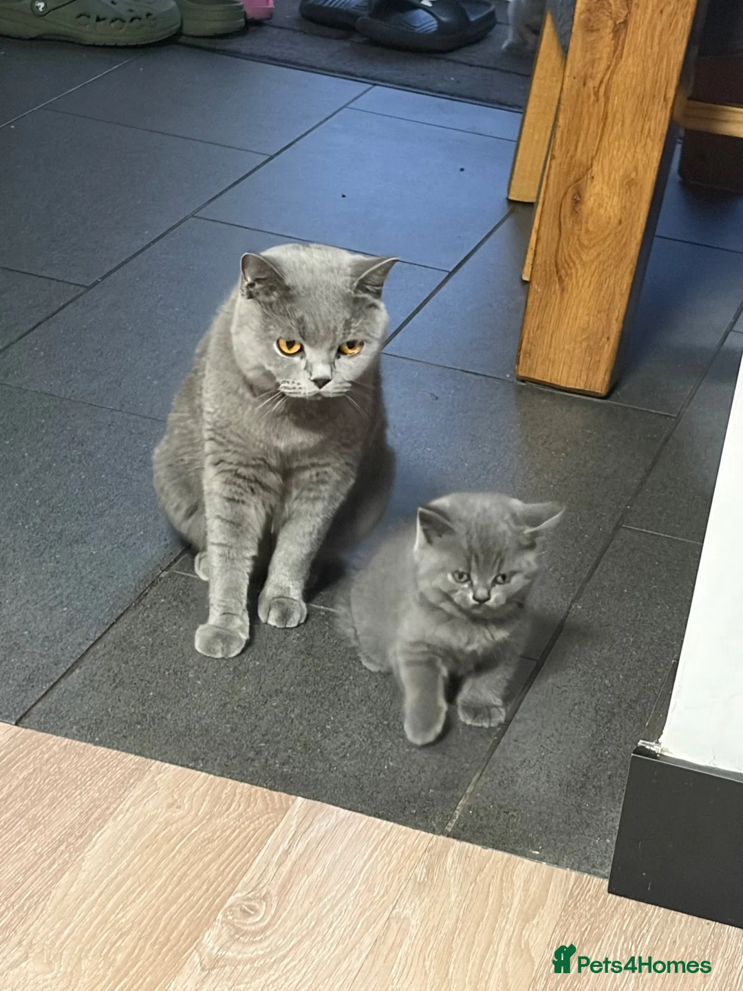 British Shorthair cats for sale: Beautiful British shorthair 1 girl left! - Advert 2