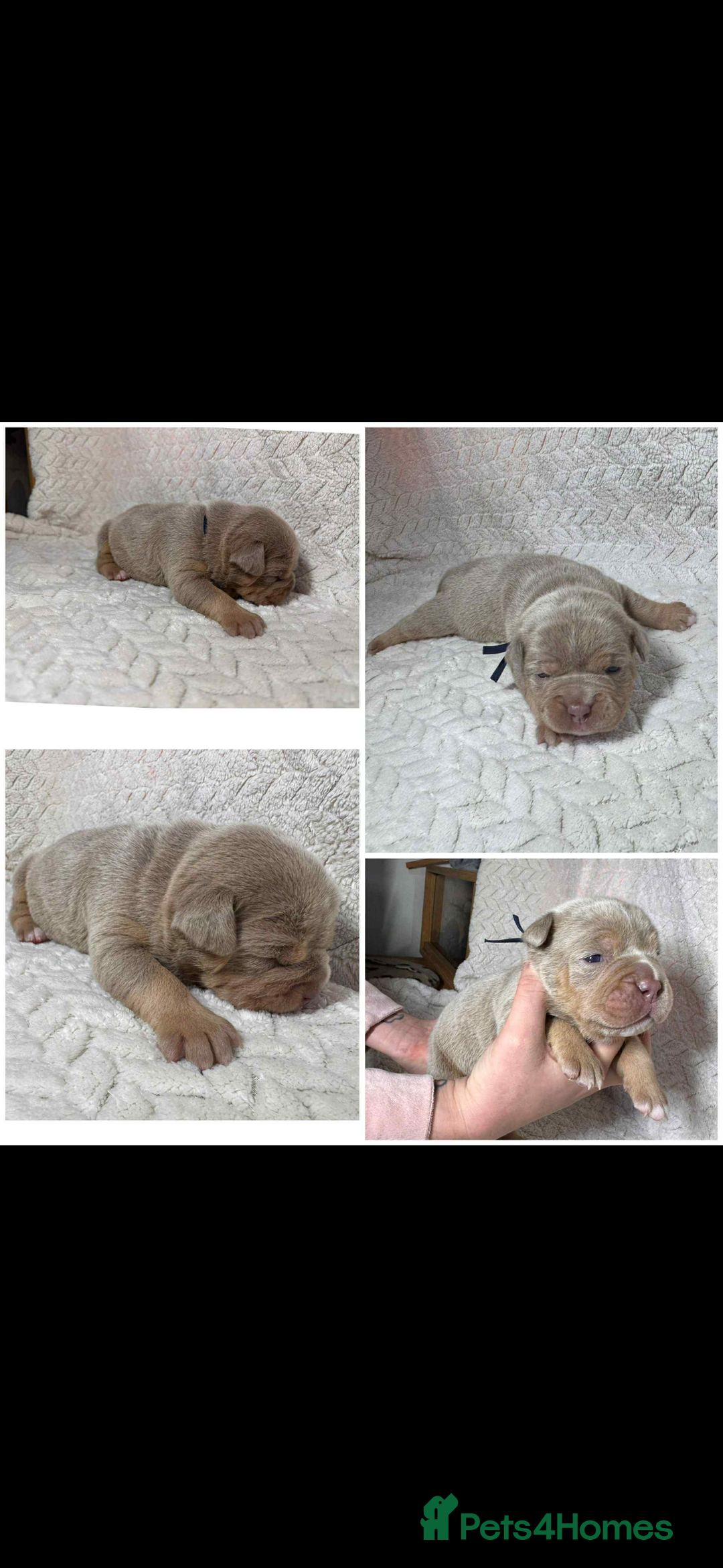 Old Tyme Bulldog dogs for stud: Stunning Visual Fluffy Chocolate Merle - Advert 7