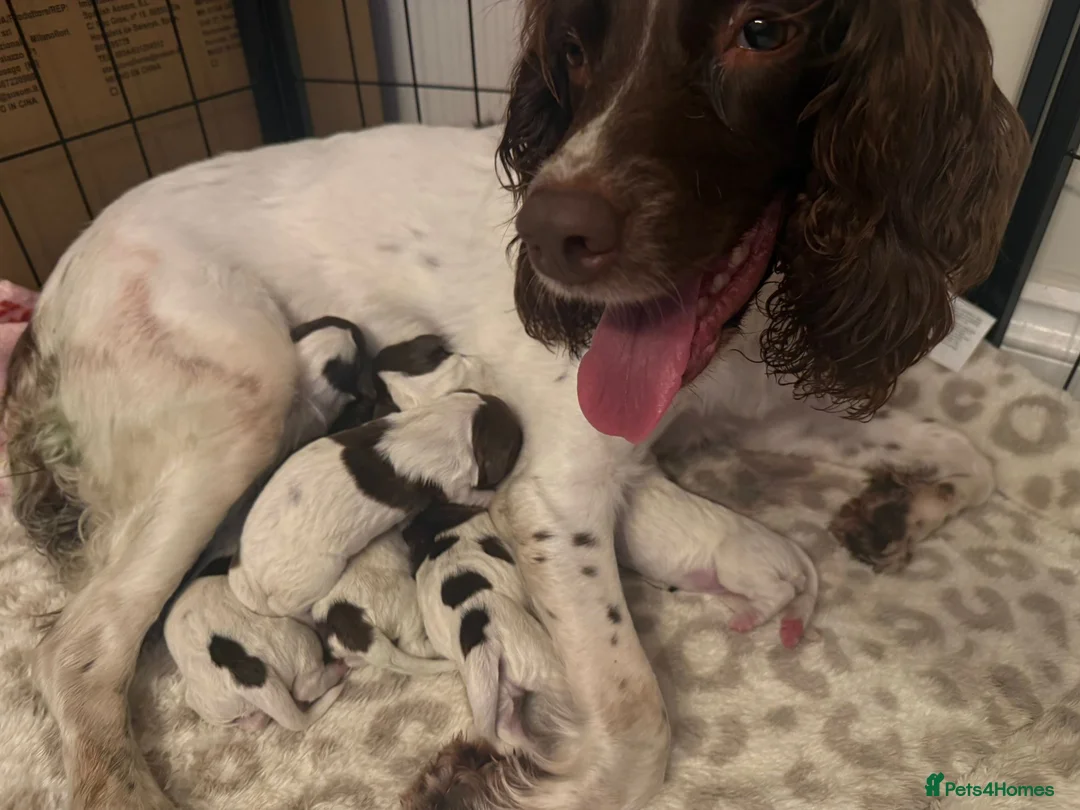 English Springer Spaniel dogs for sale: Pure springer puppies - Advert 23