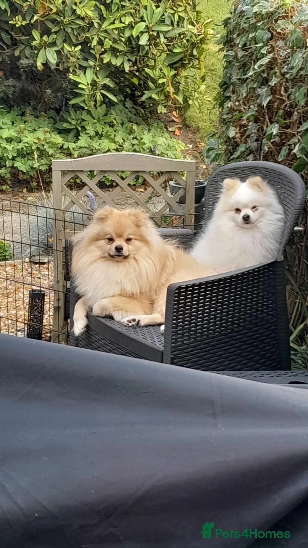 Pomeranian dogs for sale: Pomeranian in Macclesfield - Advert 2