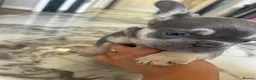 French Bulldog dogs for sale: French bulldog - Advert 6
