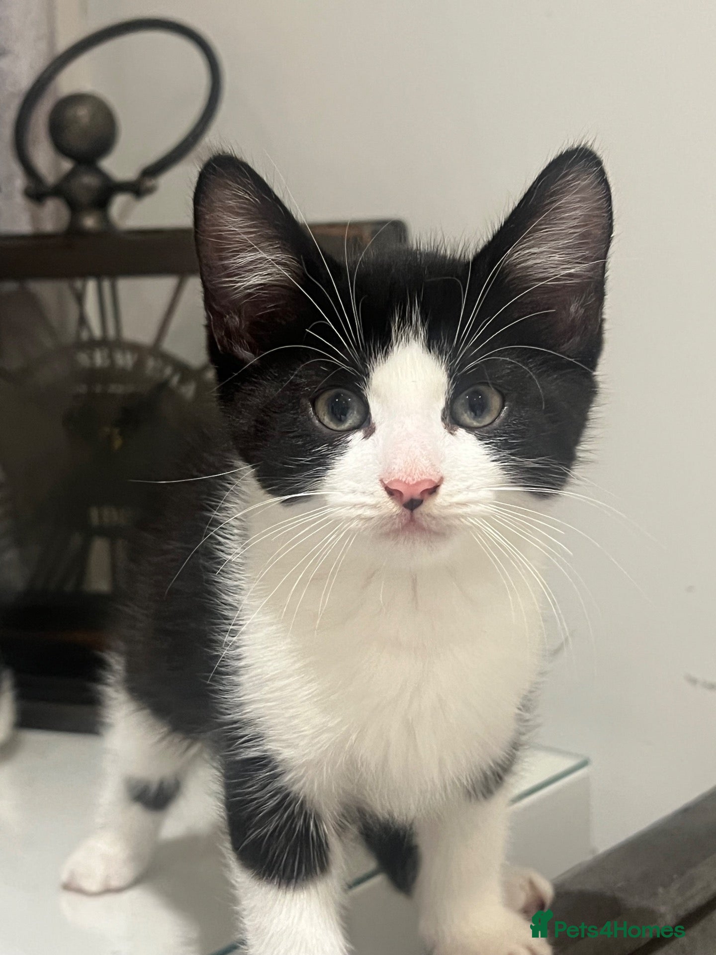 Mixed Breed cats Male Kitten Available  - Advert 7