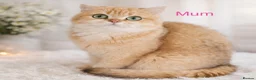British Shorthair cats for sale: 6 Month Ny12 Golden BSH Boy from European Parents - Advert 5