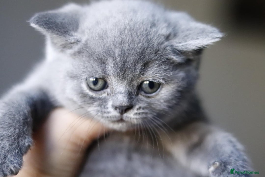 British Shorthair cats for sale: GCCF champ bloodlines Bsh - Image 20