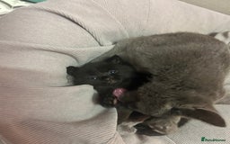 Russian Blue cats for sale: Black Russian blue  - Image 7