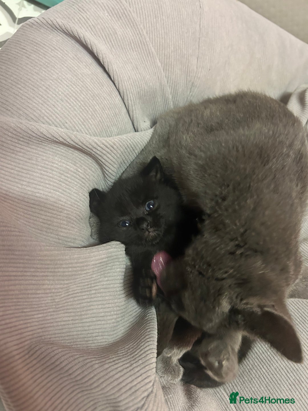 Russian Blue cats for sale: Black Russian blue  - Image 7