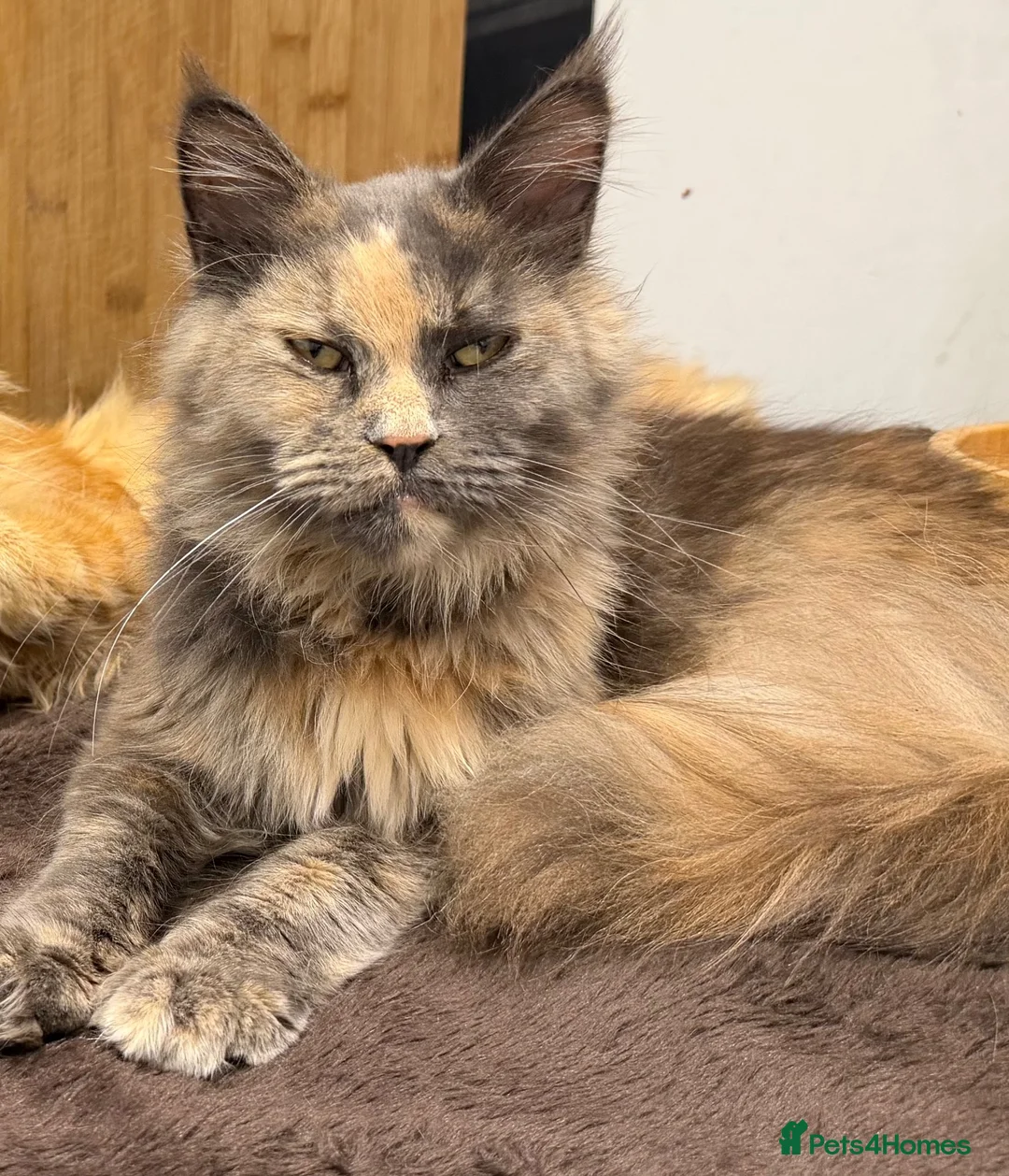 Maine Coon cats for sale: Maine coon female  - Advert 1