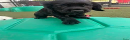 Cocker Spaniel dogs for sale: Beautiful black working cockers - Advert 10