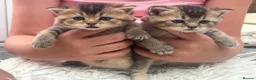 British Shorthair cats for sale: Exquisite British shorthair kittens - Advert 13