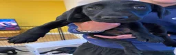 Mixed Breed dogs for sale: lab pups in Christchurch - Advert 4