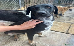 Mixed Breed dogs for adoption: Whiskey. Norwich Norfolk  - Image 3