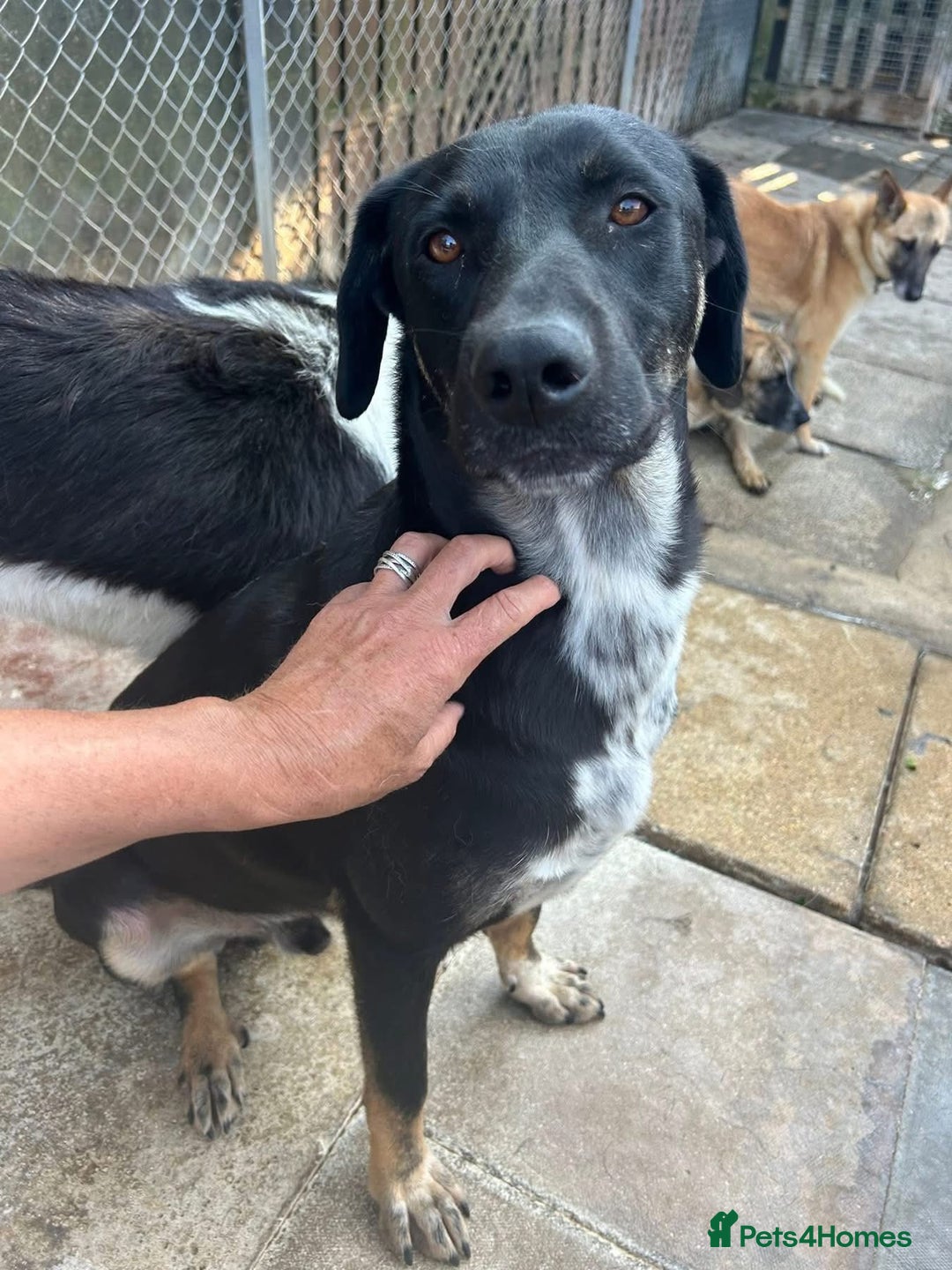 Mixed Breed dogs for adoption: Whiskey. Norwich Norfolk  - Image 3