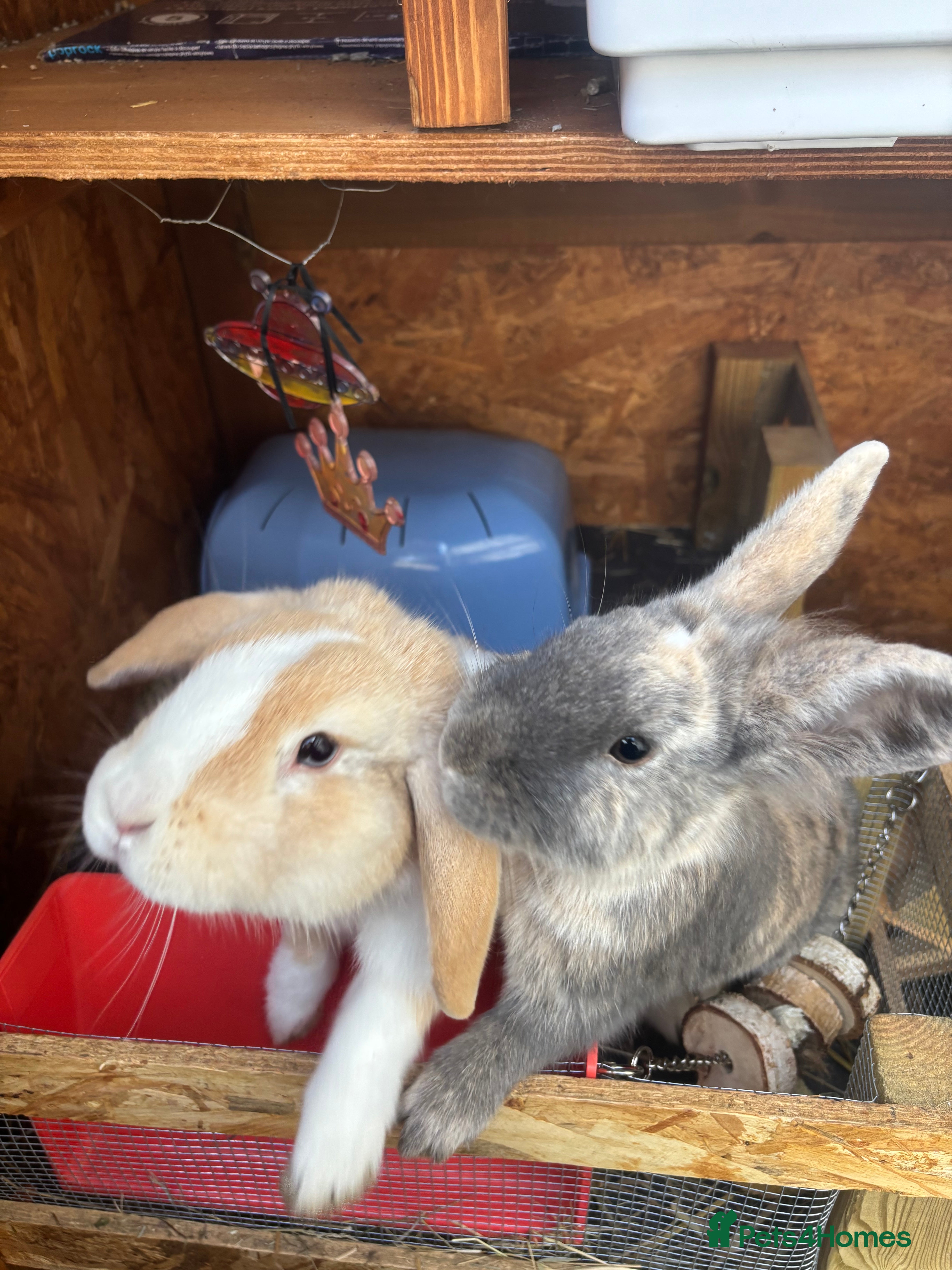 Mini Lop rabbits Bonded Female Rabbits – Lop & Lionhead Mix - Advert 1