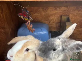 Mini Lop rabbits Bonded Female Rabbits – Lop & Lionhead Mix - Advert 1
