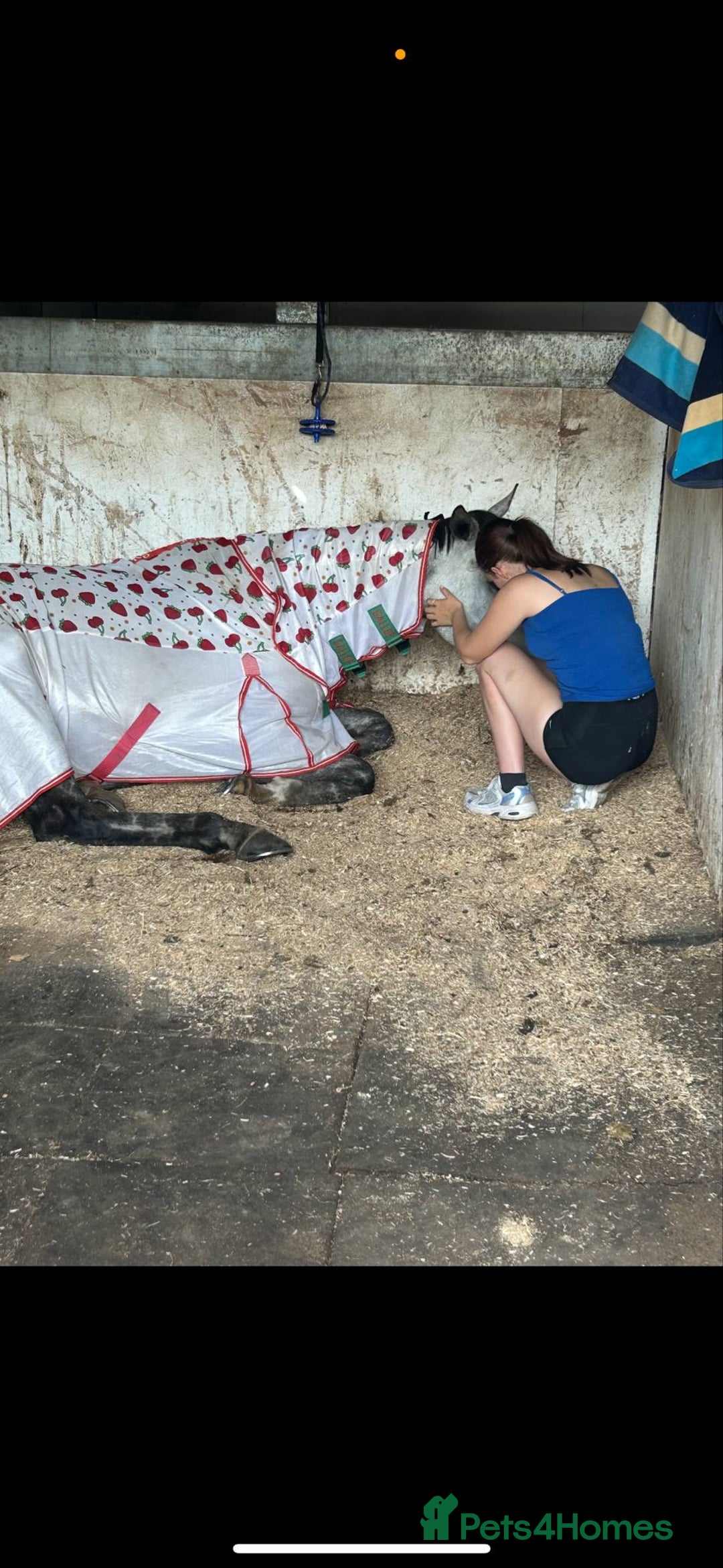 Irish Thoroughbred horses for sale: Stunning Thoroughbred Mare,  - Image 2