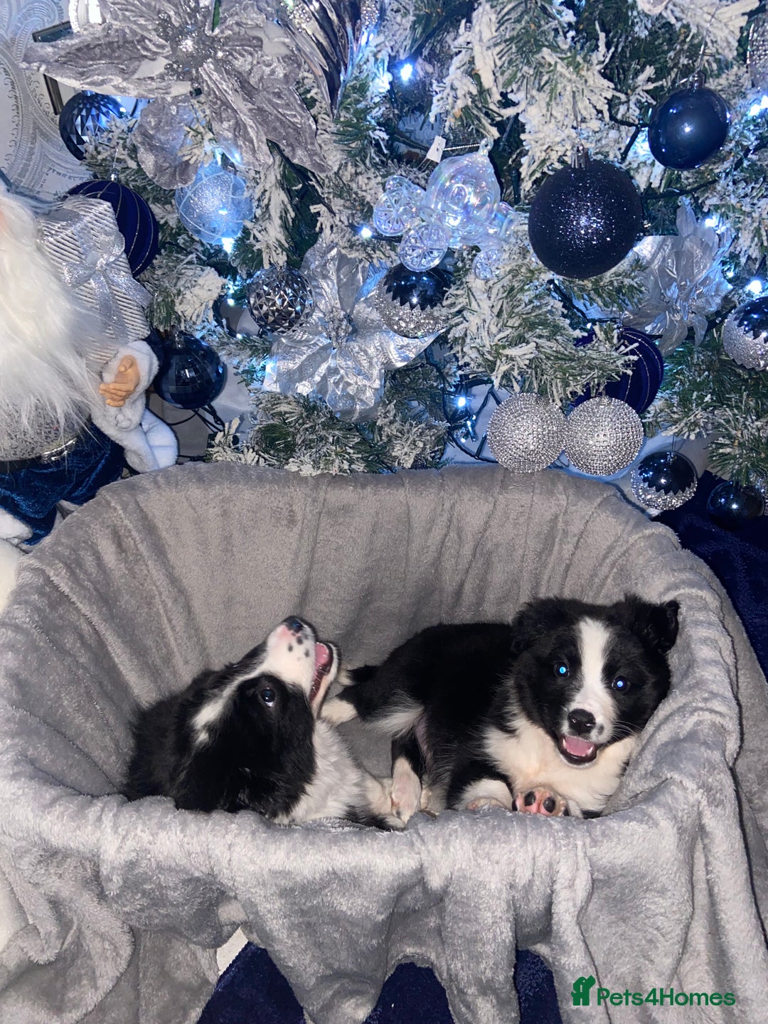 Border Collie dogs for sale: Border collie puppies  - Advert 4