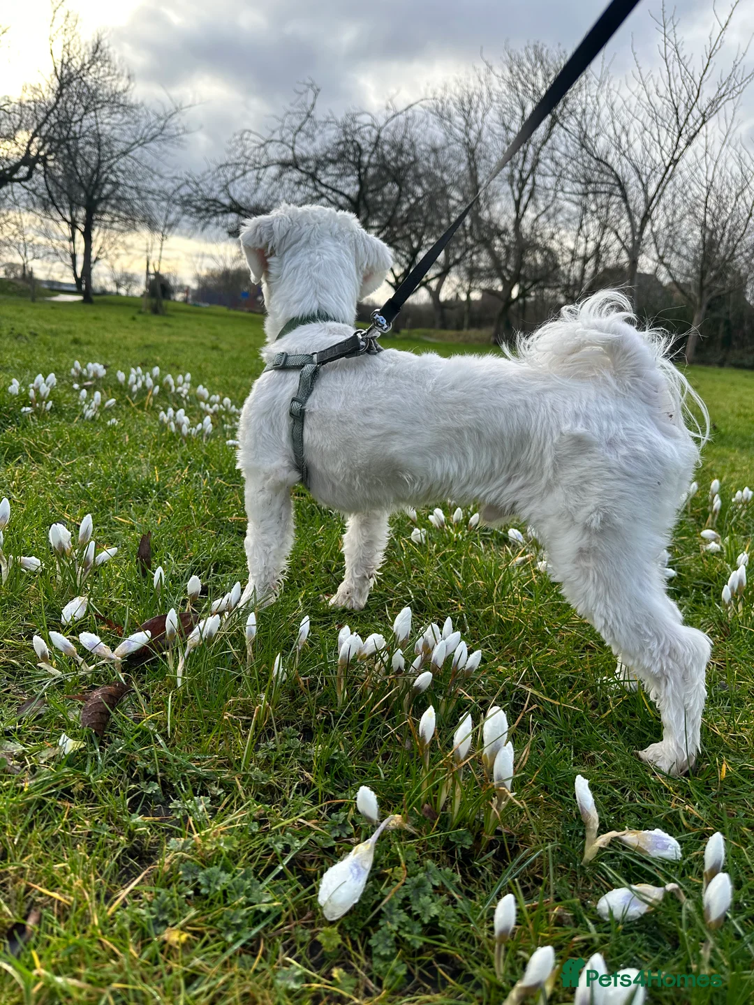 Maltese dogs for stud: Maltese Male for Stud - Advert 3