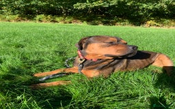 Mixed Breed dogs for sale: Zero Rottweiler x cane Corso  - Image 5