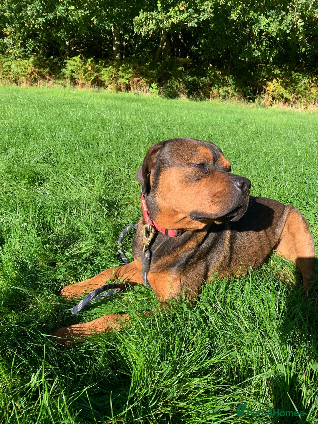 Mixed Breed dogs for sale: Zero Rottweiler x cane Corso  - Image 5