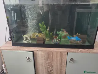 Axolotl reptiles 2 x axolotls and full set up - Advert 4