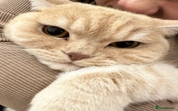 Mixed Breed cats for sale: Mimi. - Image 3