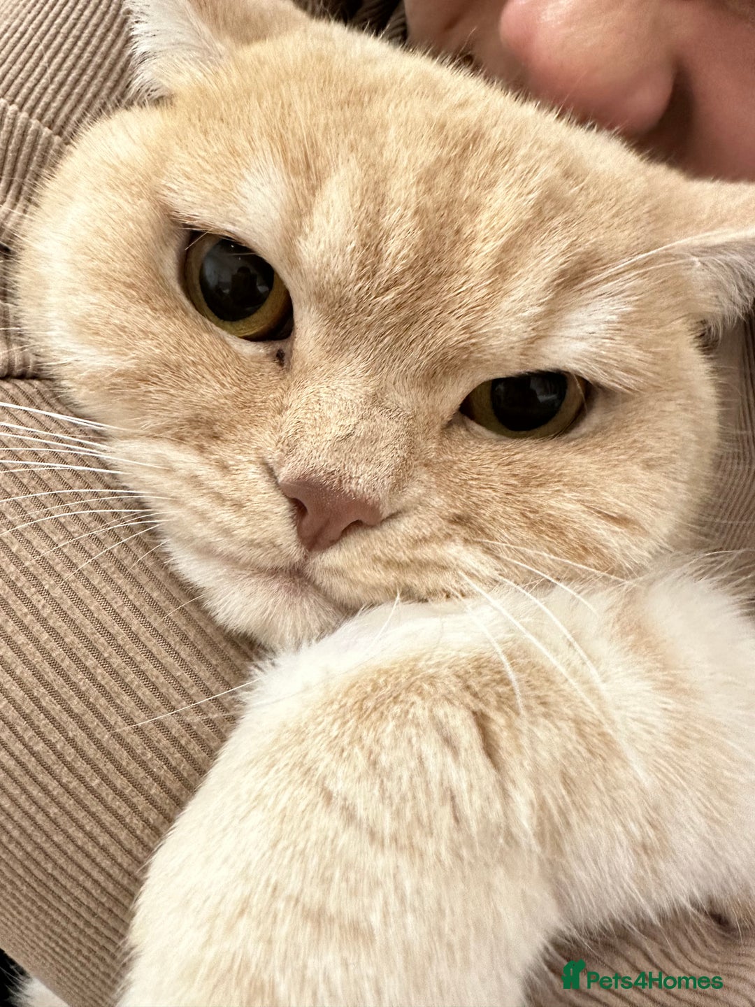 Mixed Breed cats for sale: Mimi. - Image 3