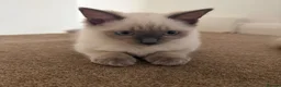 Ragdoll cats for sale: Ready to go beautiful ragdoll kittens in Wembley - Advert 1