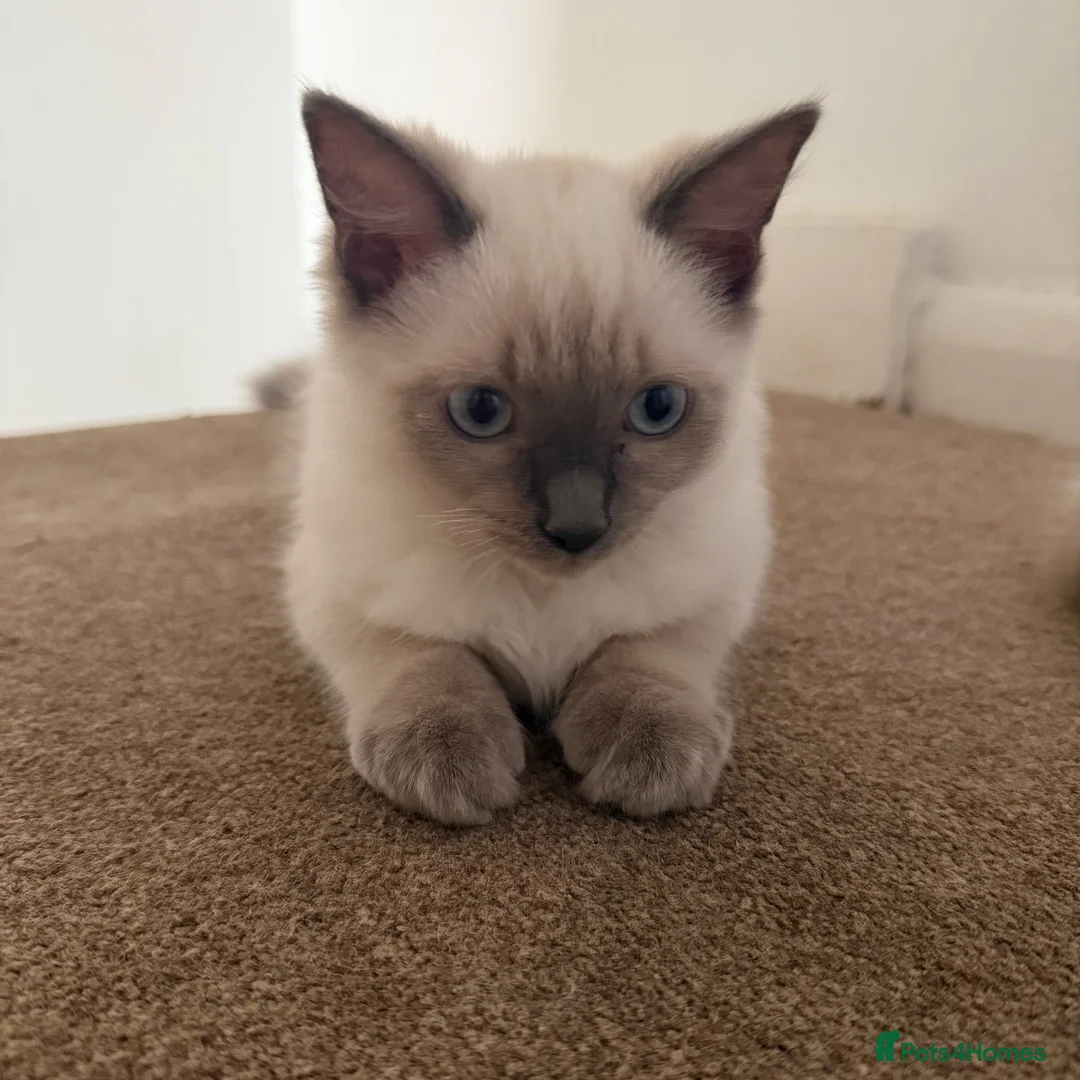 Ragdoll cats for sale: Ready to go beautiful ragdoll kittens in Wembley - Advert 1