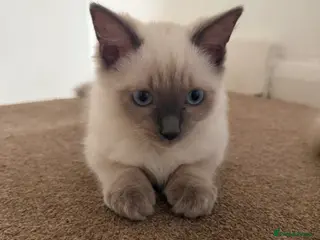 Ragdoll cats Ready to go beautiful ragdoll kittens - Advert 1
