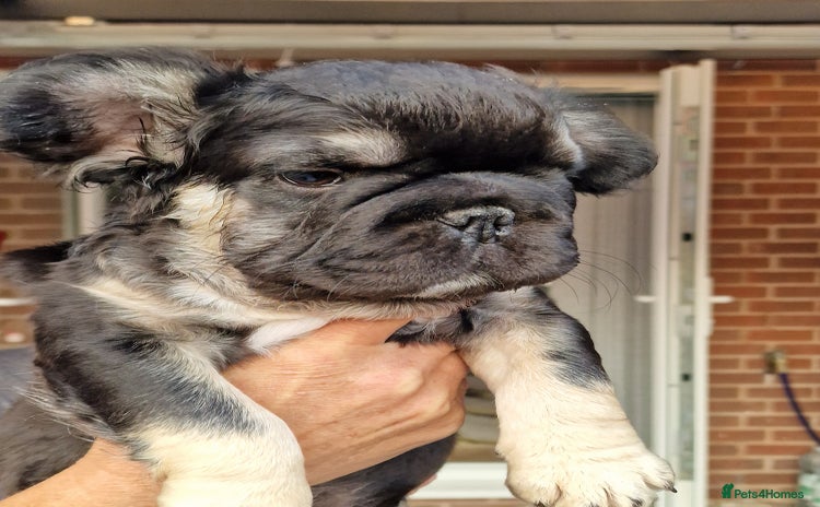 French Bulldog dogs - Advert 4