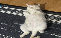 Domestic Shorthair cats for sale: Red Silver Domestic Shorthair - Image 10
