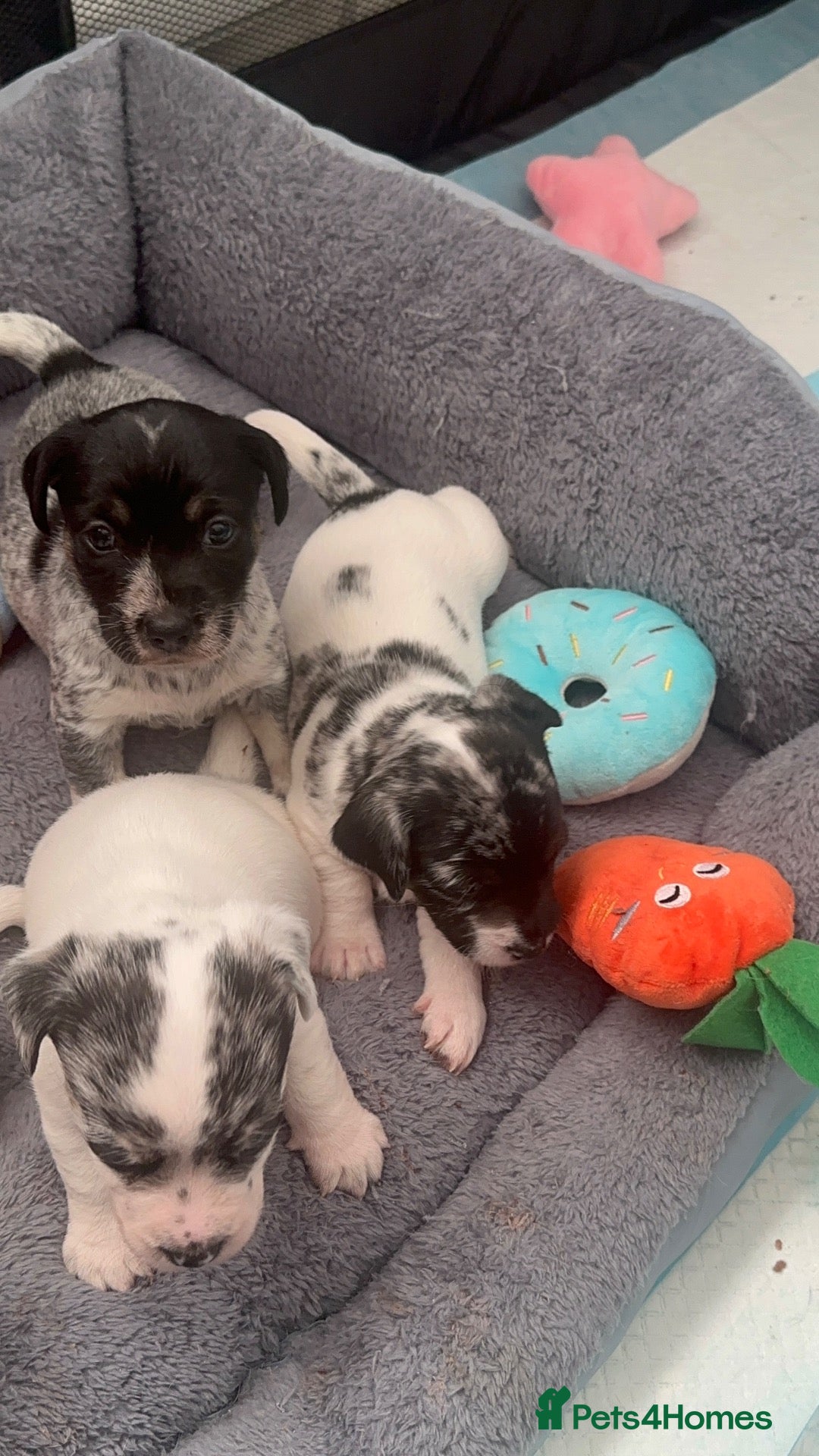 Mixed Breed dogs Mearl and speckled Sealyham terrier x pups  - Advert 4