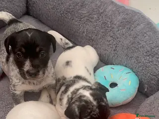 Mixed Breed dogs Mearl and speckled Sealyham terrier x pups - Advert 4