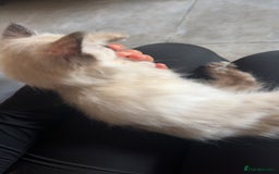Ragdoll cats for sale: Ragdoll Kittens Ready Now🐾💕 - Image 4