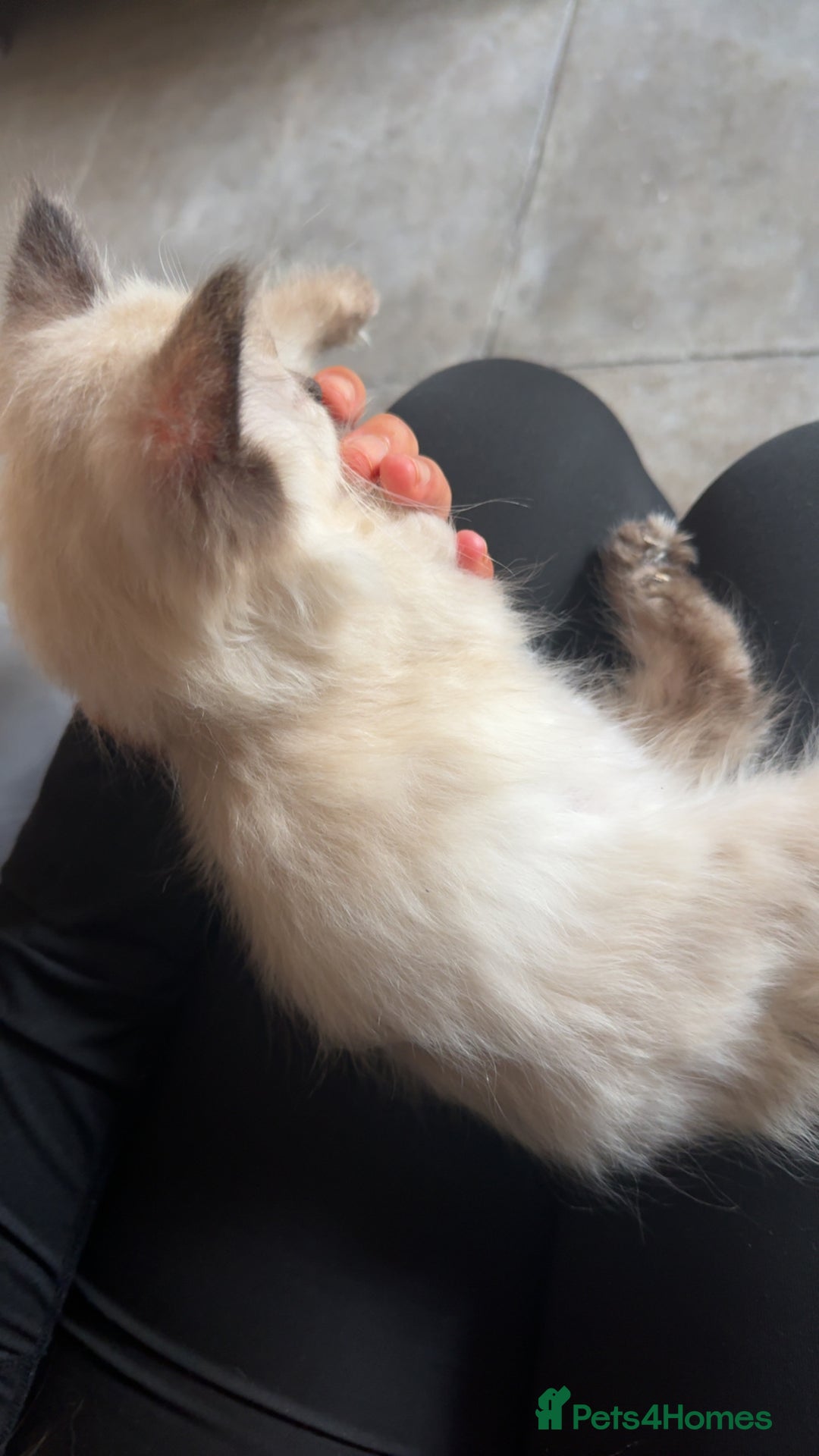 Ragdoll cats for sale: Ragdoll Kittens Ready Now🐾💕 - Image 4