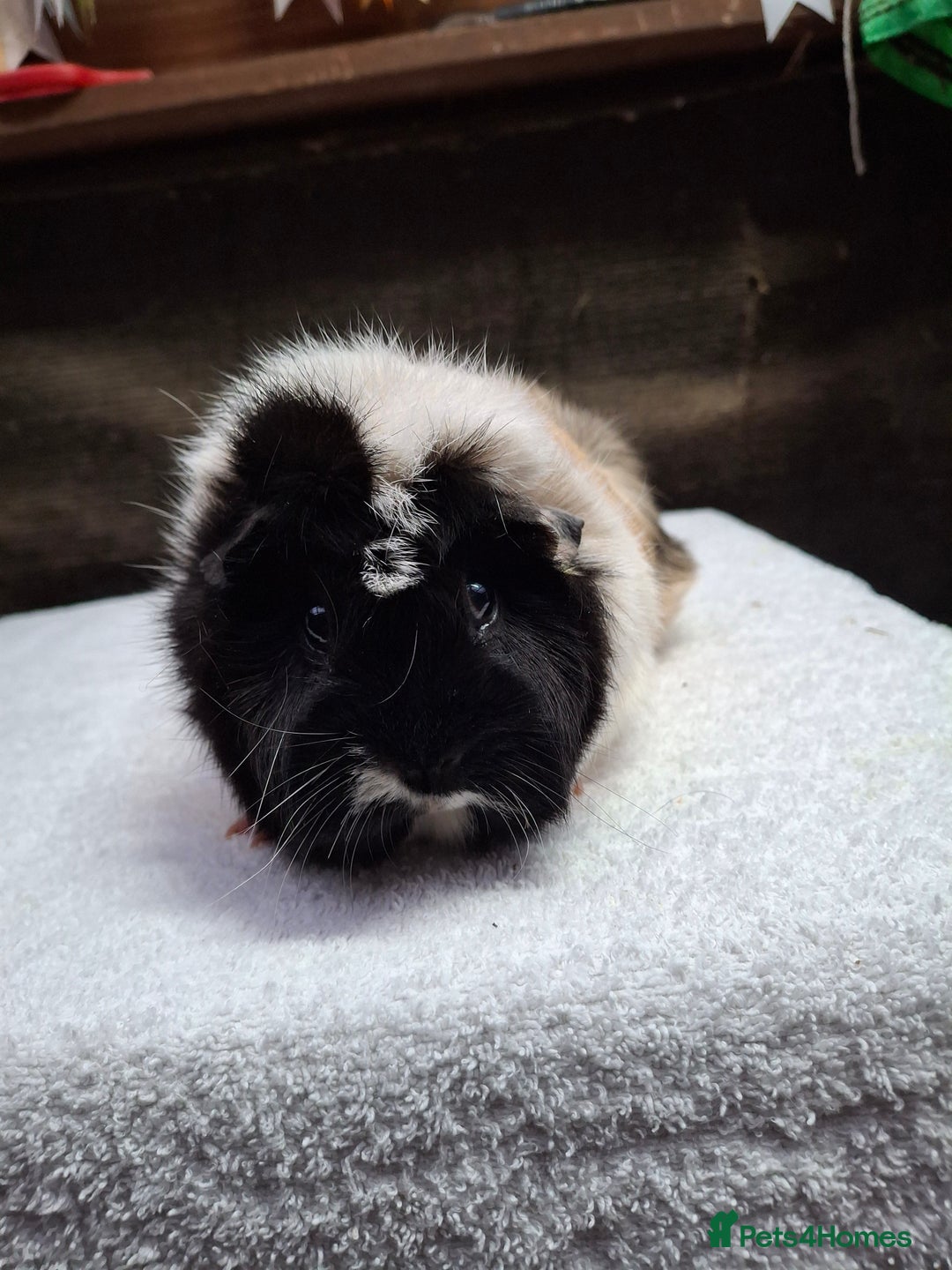 Guinea Pig rodents for sale: Adult Guineapig  - Advert 5
