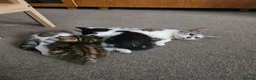 European cats for sale: Lovely kittens in Woking - Advert 1