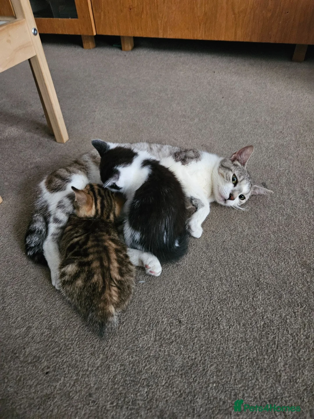European cats for sale: Lovely kittens in Woking - Advert 1