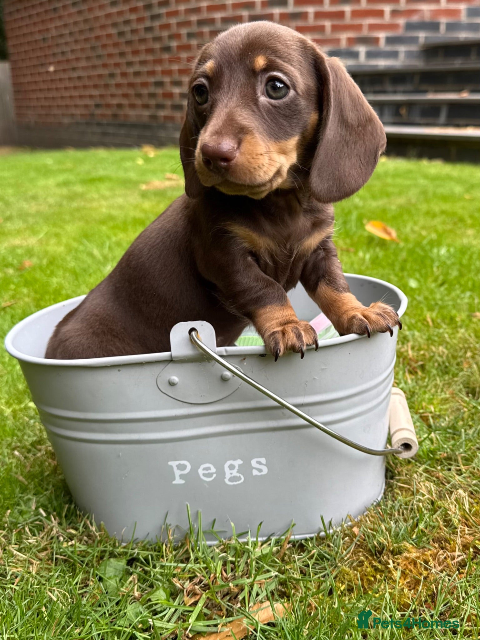 Miniature Dachshund dogs Miniature Dachshunds. PRA clear. 5 star breeder. - Advert 18