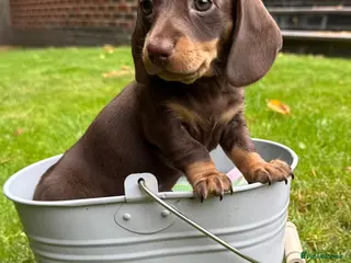 Miniature Dachshund dogs Miniature Dachshunds. PRA clear. 5 star breeder. - Advert 18