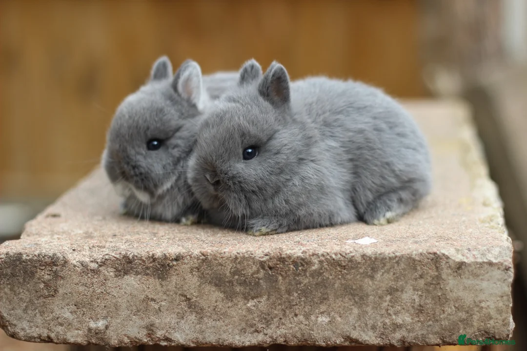 Netherland Dwarf rabbits for sale: Exceptional Netherland Dwarf Babies Available  - Advert 1