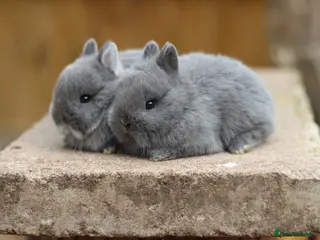 Netherland Dwarf rabbits for sale: Exceptional Netherland Dwarf Babies Available - Advert 1