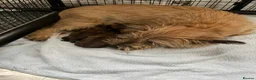 Cairn Terrier dogs for sale: Cairn terrier KC registered - Advert 7