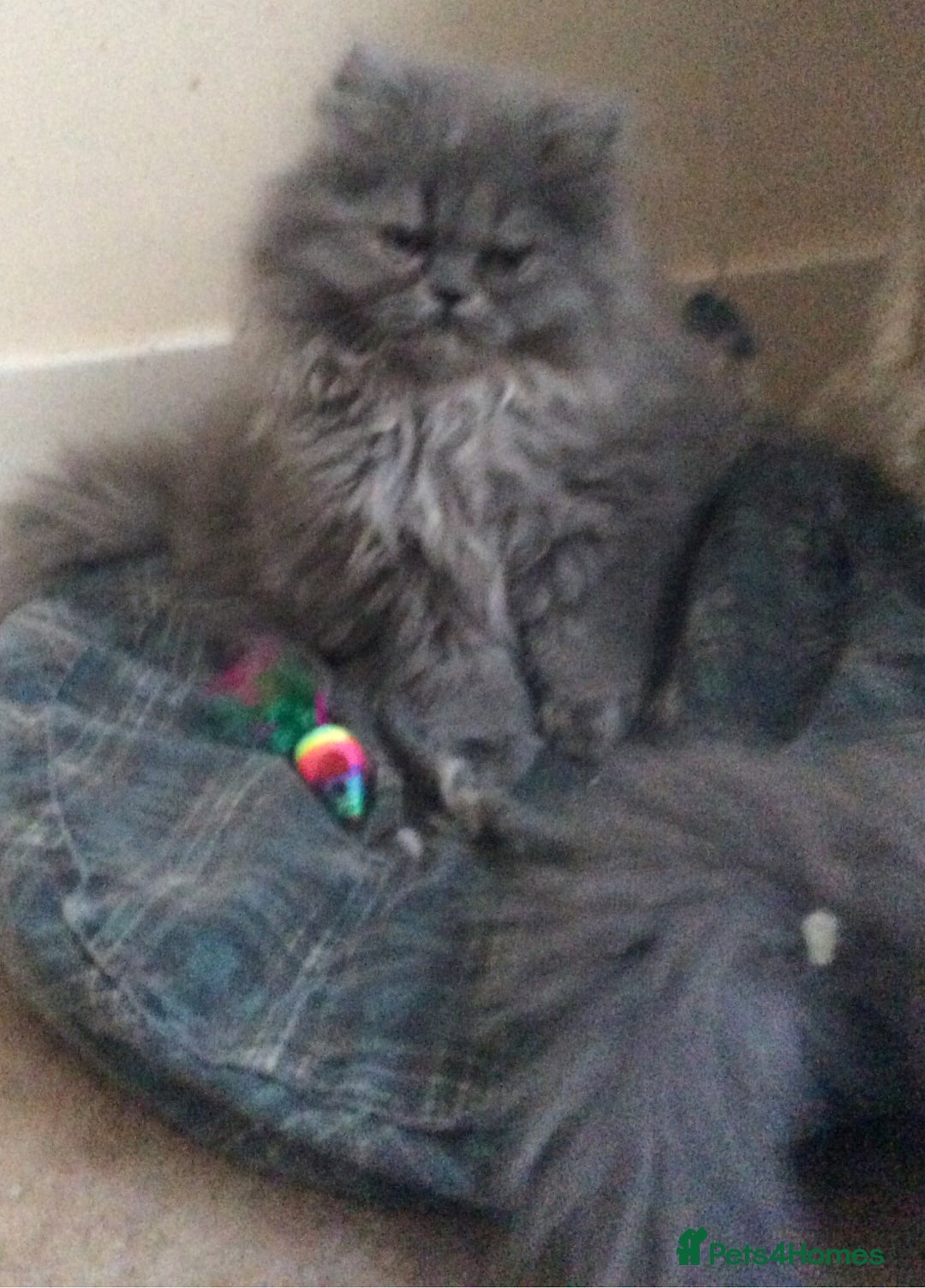 Persian cats for sale: White Persian/Blue Cream Persian Kittens for sale - Advert 15