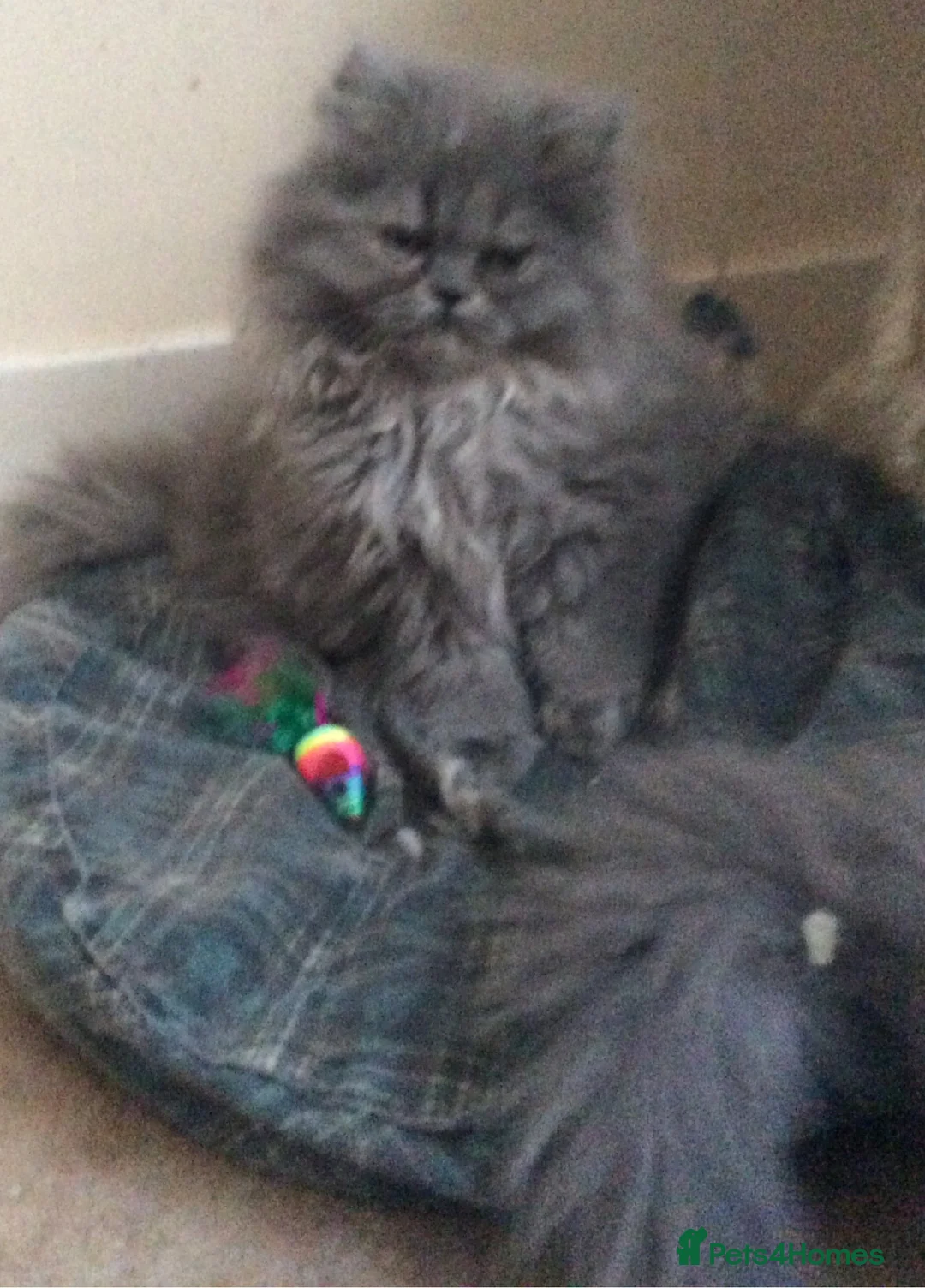 Persian cats for sale: White Persian/Blue Cream Persian Kittens for sale - Advert 15